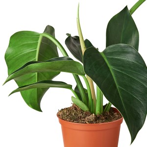 Philodendron 'Kongo Hijau'