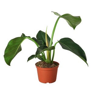 Philodendron ‘Congo Green’