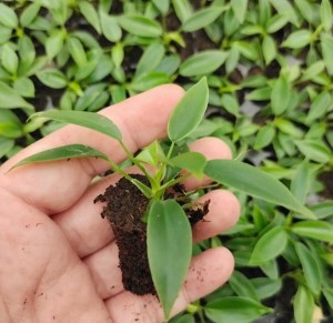 Philodendron 'Florida Hijau'