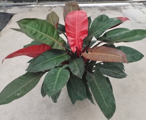 Philodendron Sonnenrot