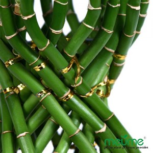 Plantas acuáticas populares Bambú de la suerte