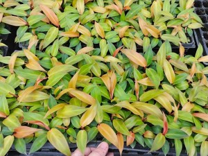 Philodendron Solem Red