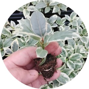 Ficus elastica ‘Tineke’