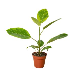 Ficus 'Gemma Gialla'