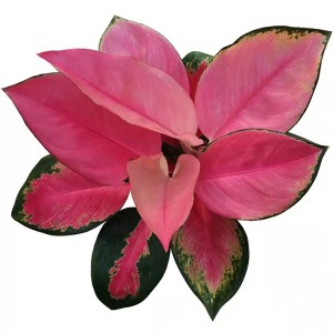 Aglaonema Dongfang Rosso