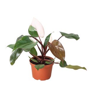 Philodendron roze prinses