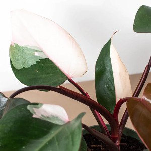 Philodendron Rosa Prinzessin
