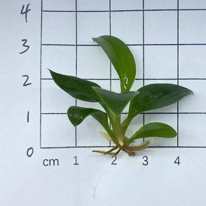 Philodendron 'Congo Green'