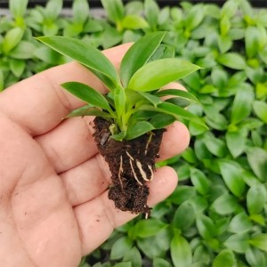 Philodendron Princesse Verte