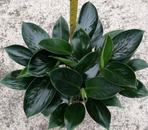 Philodendron groene prinses