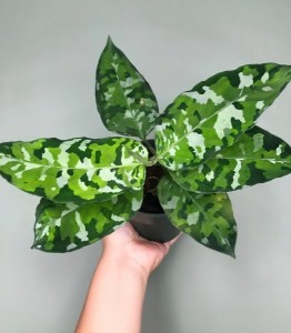 Aglaonema pictum tricolor