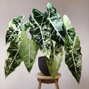 Alocasia Frydek varigated