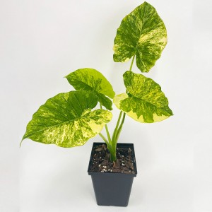 Alocasia Gageana variegated