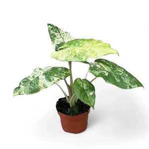 Alocasia Odora varigated ‘Batik’