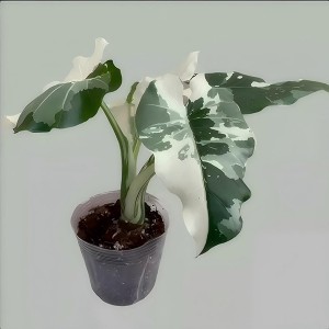 Alocasia Odoraokinawa Silver