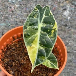 Alocasia Watsoniana varigated