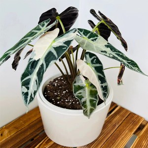 Alocasia longiloba varigated