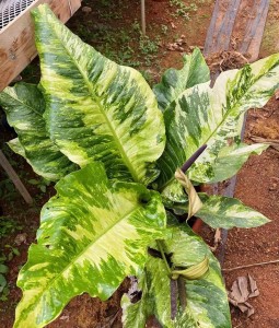 Bird’s Nest Anthurium