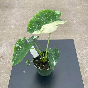 Colocasia Milky Way