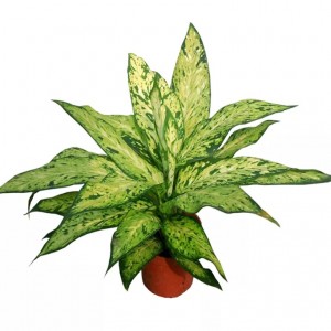 ディーフェンバッキア 'スター ブライト' |緑の植物