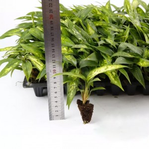 디펜바키아 '스타 브라이트' |녹색 식물