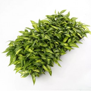 Dieffenbachia 'Estrela Brilhante' |Plantas verdes