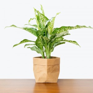 For Plant Lovers – House Plants – Indoor Garden (Dieffenbachia)