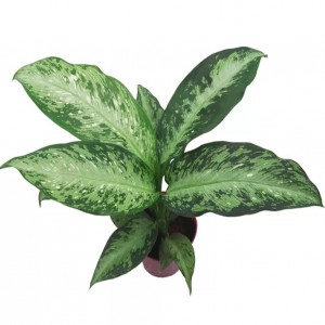 Per gli amanti delle piante – Piante da appartamento – Giardino interno (Dieffenbachia)