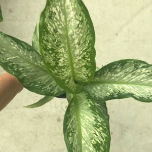 Vir plantliefhebbers – Huisplante – Binnetuin (Dieffenbachia)
