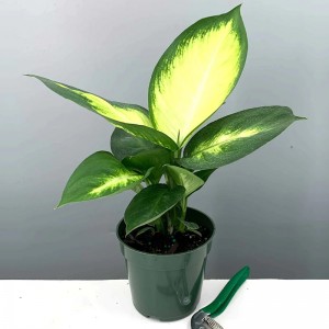 Tropische Marianne-Dieffenbachia-Pflanze – exotisch und einfach zu züchten