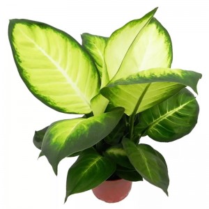 Tropic Marianne Dieffenbachia Plant - Exotica & Securus Crescere