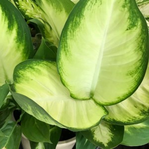 Tropische Marianne Dieffenbachia-plant – Exotisch en gemakkelijk te kweken
