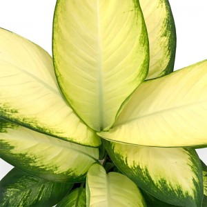 Tropic Marianne Dieffenbachia Plant - Eksoties en maklik om te groei