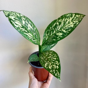 Dieffenbachia ‘White blizzard’