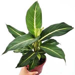 Einfach zu züchtende Dieffenbachia Overig Green Magic Plant für den Innenbereich