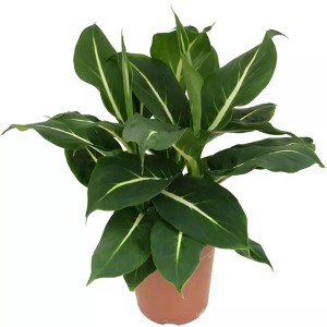 Einfach zu züchtende Dieffenbachia Overig Green Magic Plant für den Innenbereich