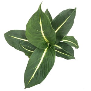Planta mágica verde Dieffenbachia Overig fácil de cultivar em ambientes internos
