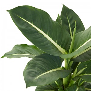 Facile crescere Indoor Dieffenbachia Overig Green Magic Plant