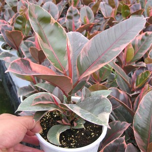 Ficus 'Rubino'