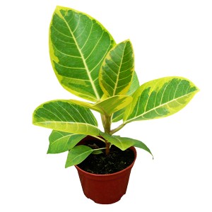 Ficus ‘Yellow Gem’