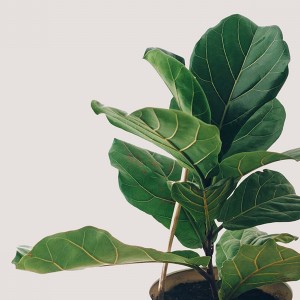 Ficus lyrata ‘Bambino’