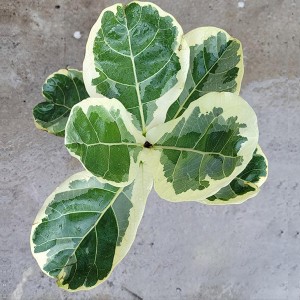 Ficus Lyrata Variegated