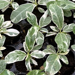 Ficus Lyrata Variegated