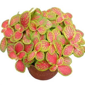 Red nubes fittonia