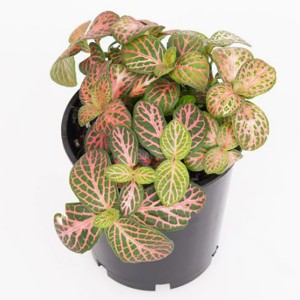 Red nubes fittonia