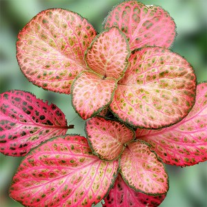 Fittonia red cloud