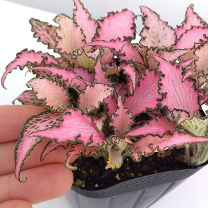 Fittonia rosy clouds