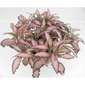 Fittonia rosy clouds