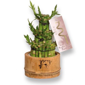 Bambu Keberuntungan Menara Bulat