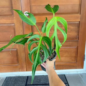 Monstera Burle Marx Flame